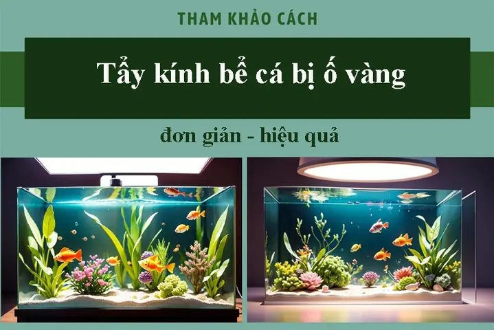 Cách Tẩy Kính Bể Cá Bị Ố