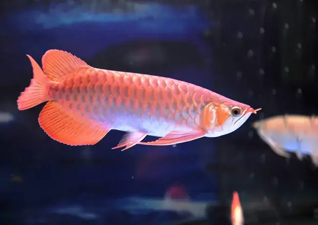 Cách Thả Cá Rồng