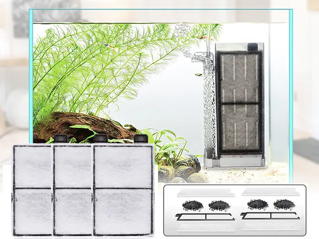 Cách Thay Bông Lọc Bể Cá Cách Thay Bông Lọc Bể Cá
