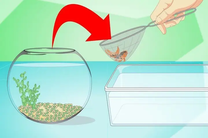 Cách Thay Nước Bể Cá Mini Cách Thay Nước Bể Cá Mini
