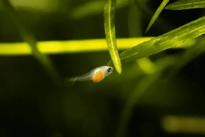 Cách Thay Nước Cho Cá Con