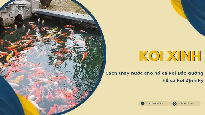 Cách Thay Nước Cho Cá Vàng
