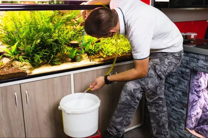 Cách Thay Nước Hồ Cá Thủy Sinh