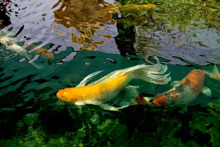 Cách Thuần Cá Koi