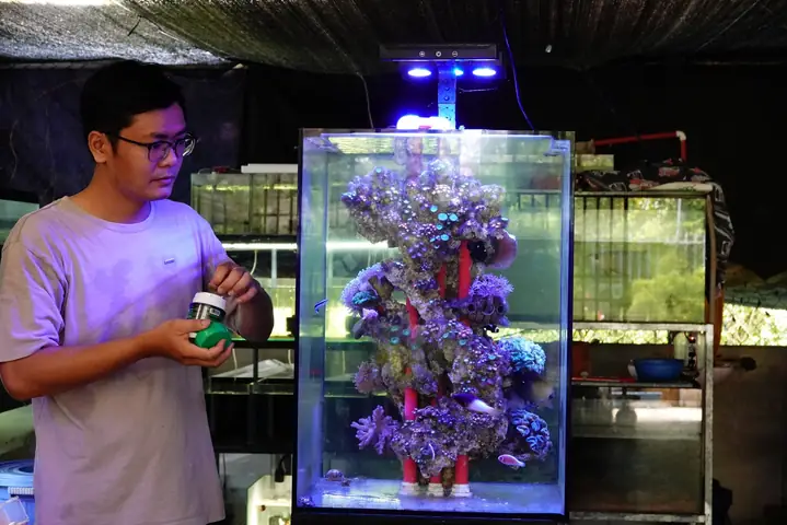 Cách Thuần Cá Nước Mặn Sang Nước Ngọt