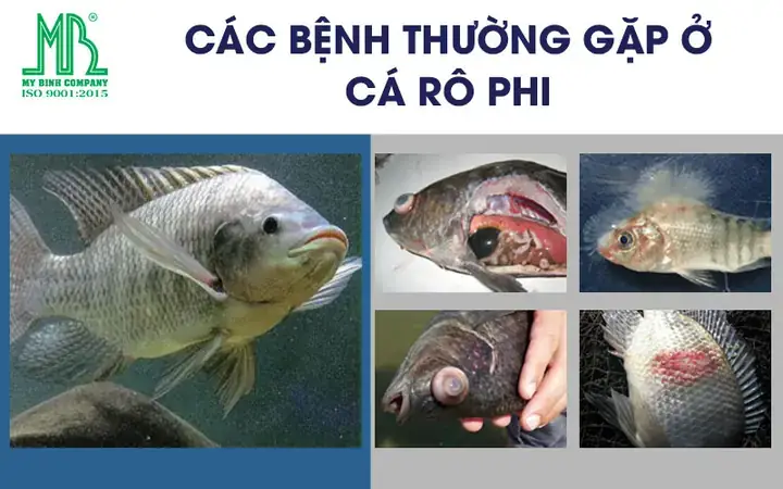 Cách Tiêu Diệt Cá Rô Phi
