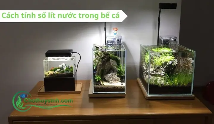 Cách Tính Lít Nước Trong Bể Cá Cách Tính Lít Nước Trong Bể Cá