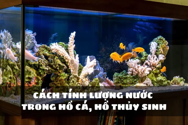 Cách Tính M3 Hồ Cá