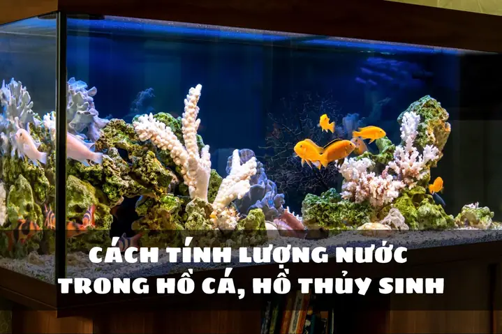Cách Tính Số Lượng Cá Nuôi Trong Bể