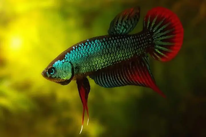 Cách Trị Cá Betta Bị Túm Đuôi
