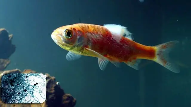 Cách Trị Cá Bị Nấm