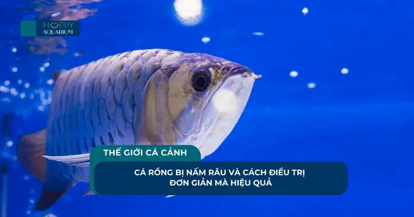 Cách Trị Cá Rồng Bị Nấm Râu