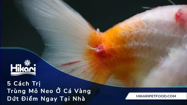 Cách Trị Trùng Mỏ Neo Cho Cá Rồng