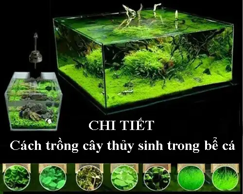 Cách Trồng Rong Trong Hồ Cá