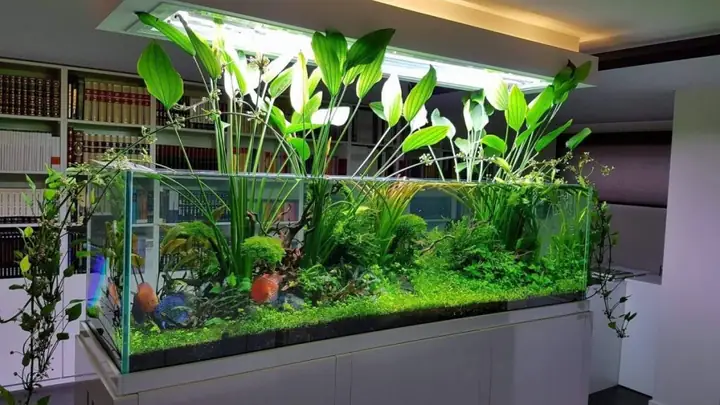 Cách Trồng Trầu Bà Trong Hồ Cá