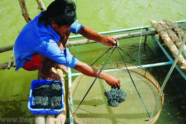 Cách Ủ Thức Ăn Cho Cá