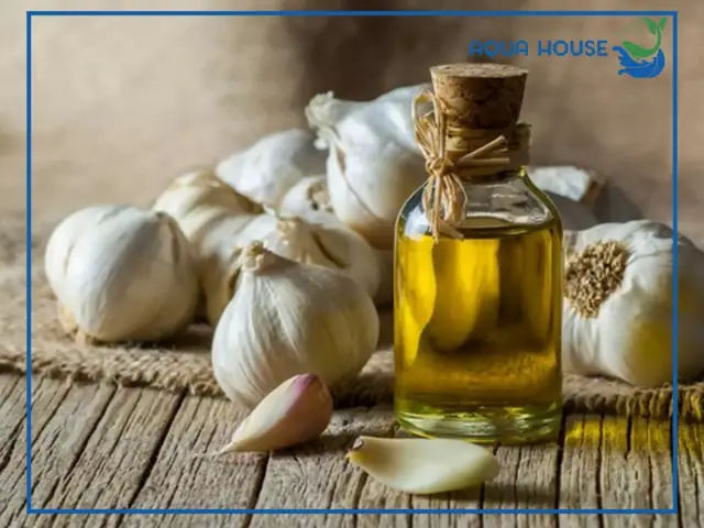 Cách Ủ Tỏi Cho Cá Ăn