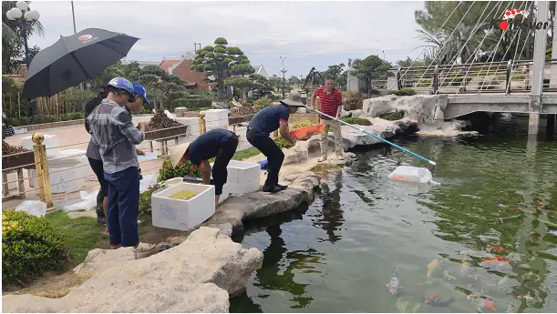 Cách Xử Lý Hồ Cá Mới Mua