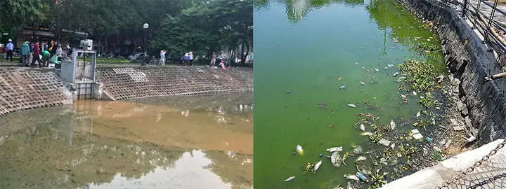 Cách Xử Lý Nước Ao Cá Bị Ô Nhiễm