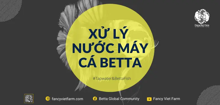 Cách Xử Lý Nước Nuôi Cá Betta Cách Xử Lý Nước Nuôi Cá Betta