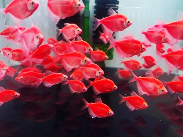 Cám Cá Cánh Buồm Đỏ