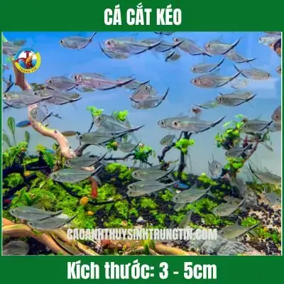 Cắt Đuôi Cá Bảy Màu Cắt Đuôi Cá Bảy Màu