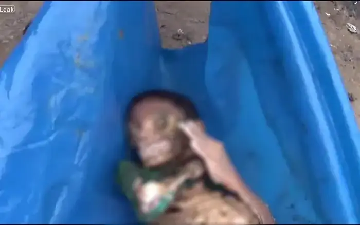 Cậu Bé Bị Cá Piranha Ăn Thịt