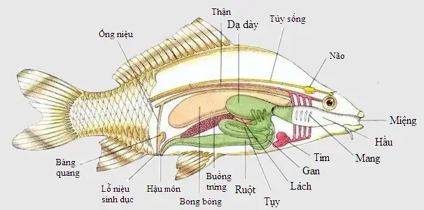 Cấu Tạo Của Con Cá