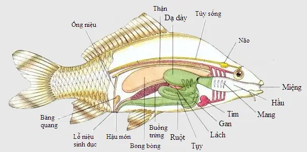 Cấu Tạo Ngoài Của Cá Chép Cấu Tạo Ngoài Của Cá Chép