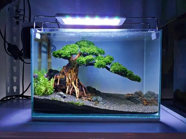 Cây Bonsai Bể Cá Cây Bonsai Bể Cá