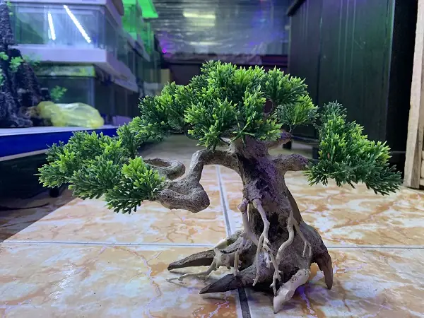 Cây Bonsai Hồ Cá