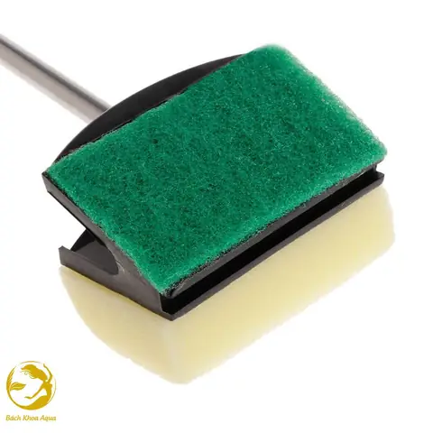 Cây Cọ Rêu Bể Cá