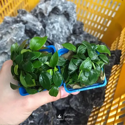 Cây Thủy Sinh Cho Bể Cá Mini