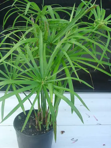 Cây Thủy Sinh Lọc Nước Hồ Cá