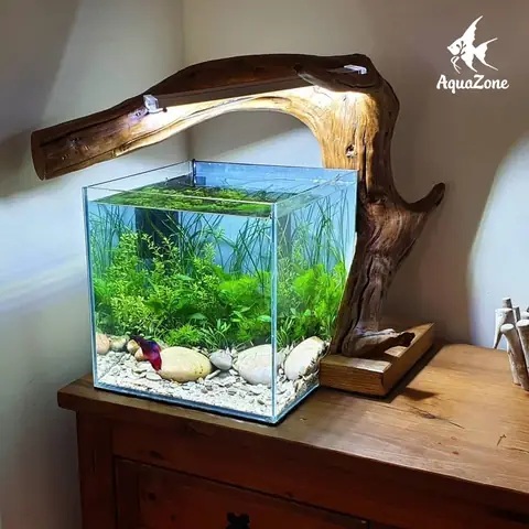 Cây Trang Trí Hồ Cá