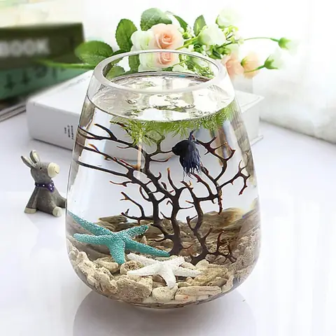 Chậu Cá Thủy Tinh Nhỏ