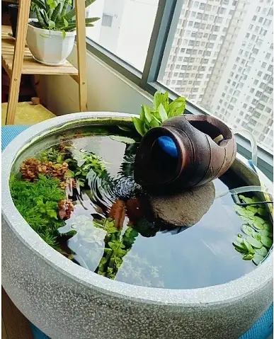 Chậu Cây Cảnh Nuôi Cá