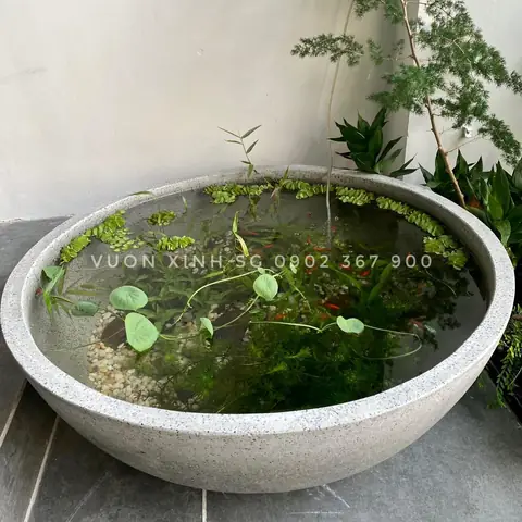 Chậu Đá Nuôi Cá Chậu Đá Nuôi Cá
