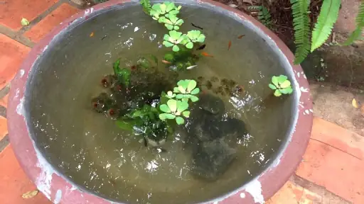 Chậu Đất Nuôi Cá
