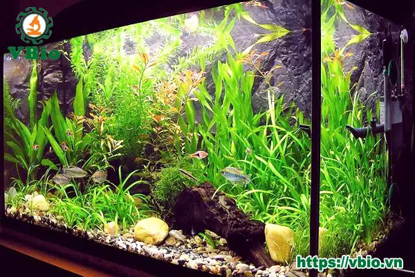 Chế Phẩm Sinh Học Làm Trong Nước Hồ Cá