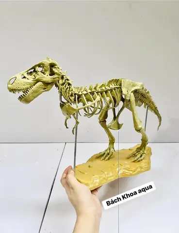 Chi Cá Khủng Long Vàng