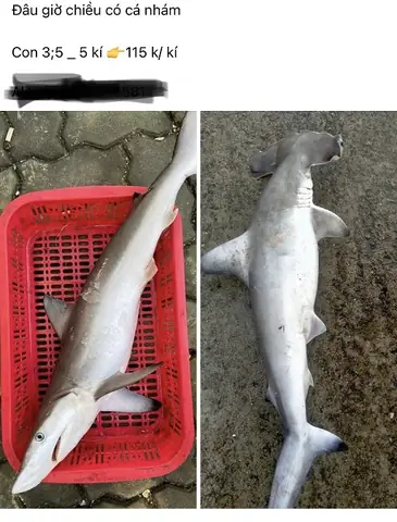 Chi Cá Nhám Búa Chi Cá Nhám Búa