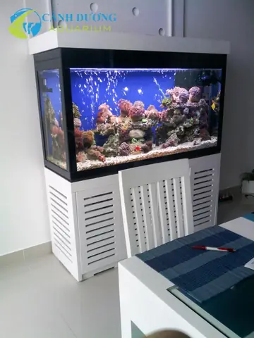 Chi Phí Làm Hồ Cá Biển