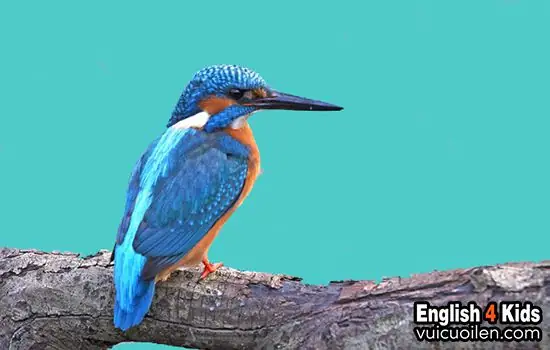 Chim Bói Cá Tiếng Anh Chim Bói Cá Tiếng Anh