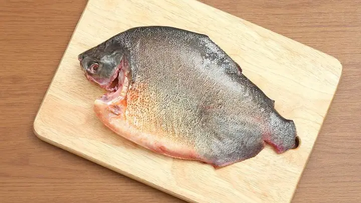 Chim Gì Ăn Cá Chim Gì Ăn Cá