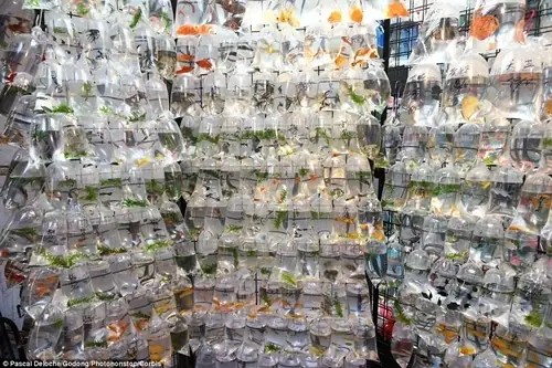 Chợ Bán Cá Cảnh