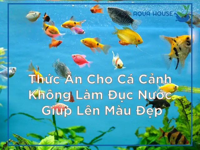 Cho Cá Ăn Gì Để Lên Màu Cho Cá Ăn Gì Để Lên Màu