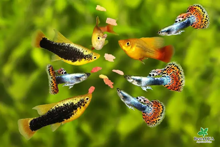Cho Cá Ăn Như Thế Nào