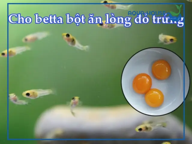 Cho Cá Bảy Màu Ăn Lòng Đỏ Trứng