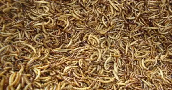Cho Cá Betta Ăn Sâu Gạo